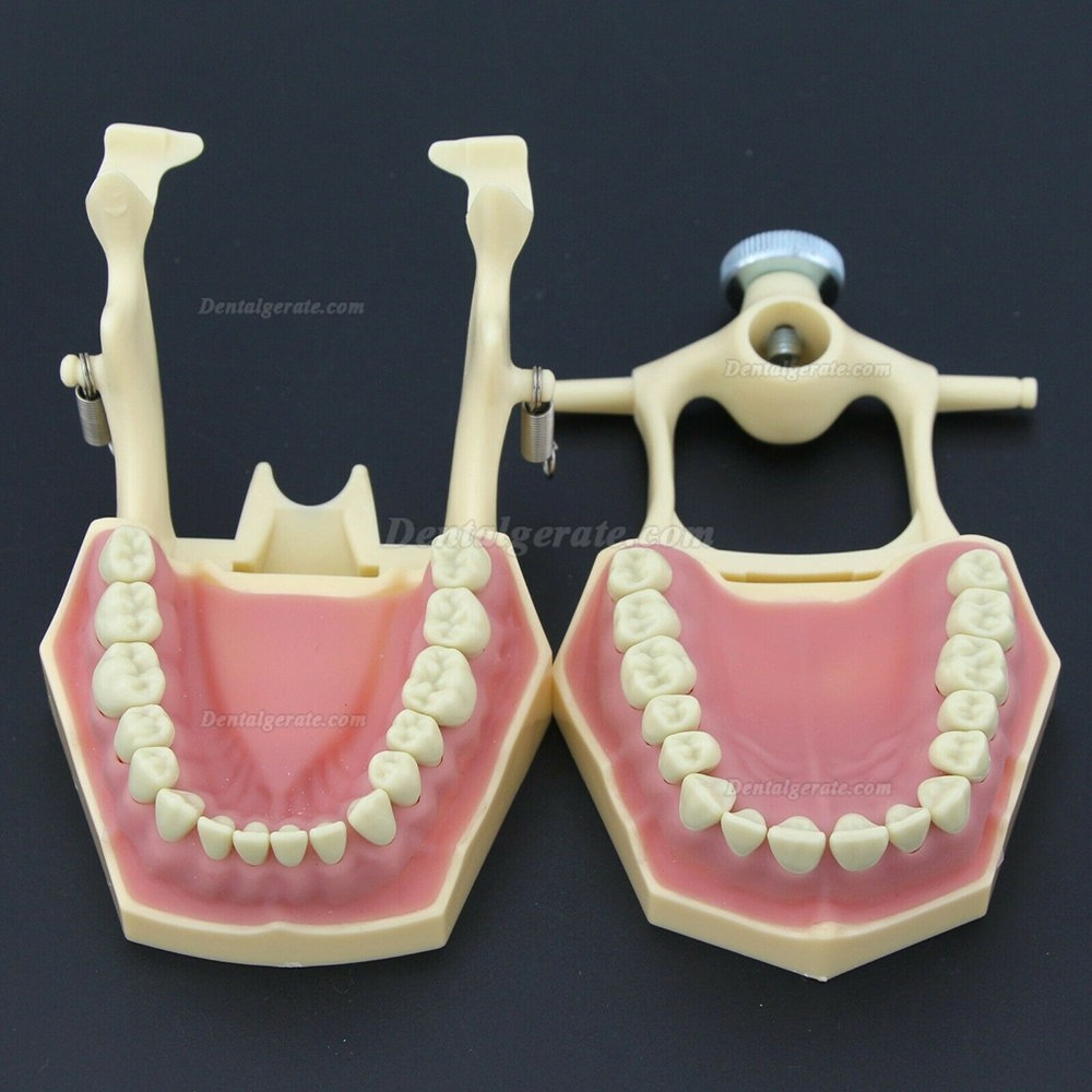 Dental Typodont Restorative Standardmodell M8014-2 Kompatibel mit Frasaco AG3 Modell